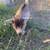 Nigerian dwarf goat 4 thumbnail