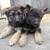 Pups 1 thumbnail