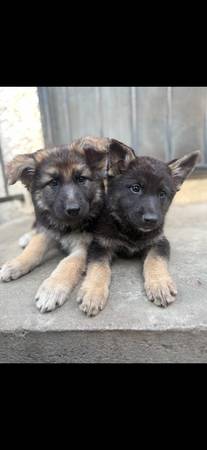 Pups 1