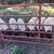 Rams for sale 1 thumbnail