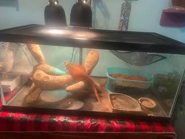 Female Bearded Dragon REDUCED 1