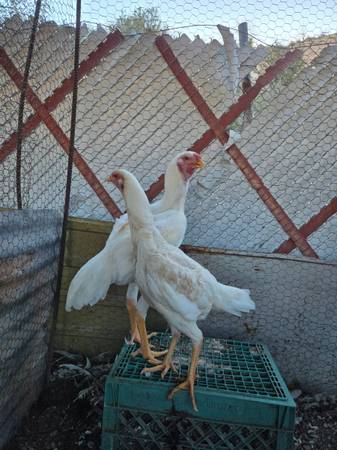 Malay oriental chickens 1