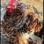 Calico Cochin Bantam Chicks & Hatching Eggs 3 thumbnail