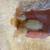 Ermine Americauna Chicks 14 thumbnail