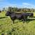 Black Angus Bull 3 thumbnail
