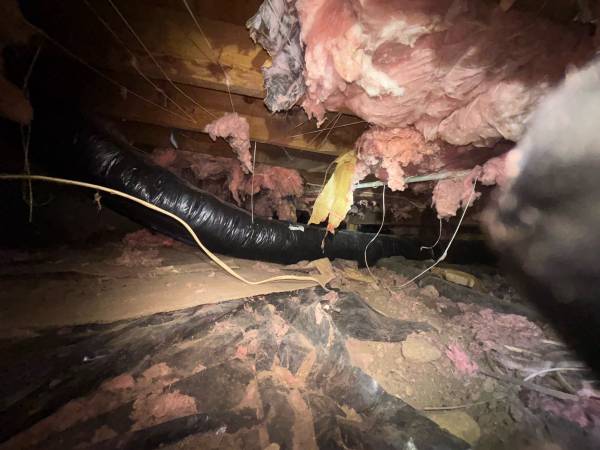 Insulation attic and crawlspace cleanouts 253.241.2663 1