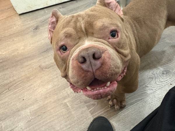 Micro bully64842546662403121