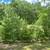 White Pine Balsam Trees 3 thumbnail