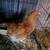 Young Rooster 1 thumbnail