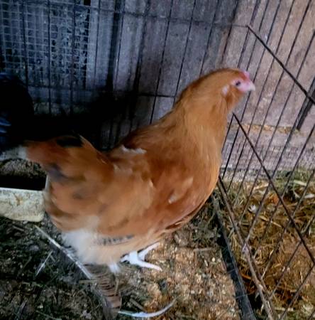Young Rooster 1