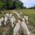 19 Purebred St. Croix - Ewes 6 thumbnail
