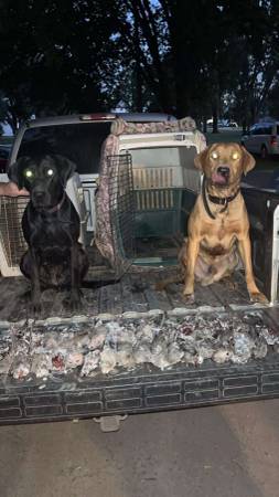 Cachorros Lab - Registrados por AKC (Fulton)63842059337859121