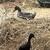 Runner Ducks 10 thumbnail