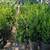 Boxwood 3 thumbnail