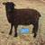 Miniature ewes 2 thumbnail