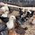 Chicks!! 4 thumbnail