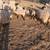 Sheeps 2 thumbnail