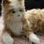 Interactive  Toy By JOY FOR ALL Orange Tabby Cat Companion Realistic L 9 thumbnail