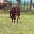 Organic Beef Cattle 2 thumbnail