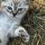 Kittens NEED HOME! (Pending) 15 thumbnail