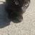 Beautiful Black Bombay Kittens 7 thumbnail