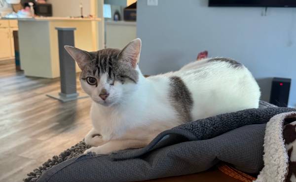 Rehoming Sweet Cat63836589778179120