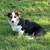 Corgi 1 thumbnail