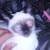 Siamese kittens 1 thumbnail