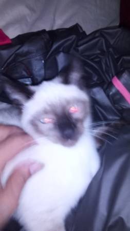 Siamese kittens 1