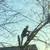 Tree removal!!Tree trimming!! Stump grinding!!Free Estimates 3 thumbnail