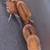Isopods 5 thumbnail