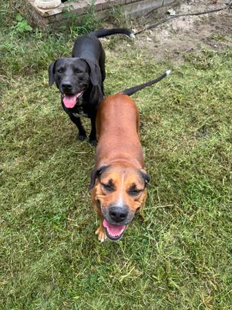 2 Dogs Need A Good Home (Rincon)64146955523843123