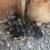 Chickens 2 thumbnail