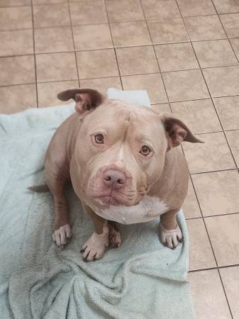 Loui need a great home! (Ocala)