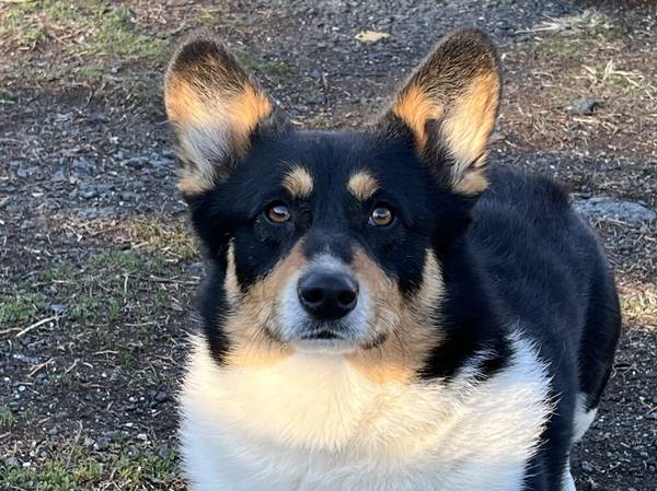 Corgi (White Hall)63924991823874121