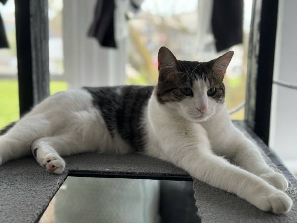 Rehoming - Emmi (South Holland)63844235803651121