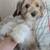 Havanese mix boy 1 thumbnail