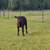 Cattle 4 thumbnail