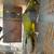 Conures 1 thumbnail