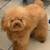 Toy poodle 1 thumbnail