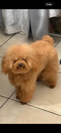 Toy poodle 1