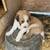 Pyrenees, Border Collie X Pups for Sale 1 thumbnail