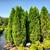 Japanese Maples. $79.97. 8 thumbnail