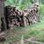 FIREWOOD PRESS RELEASE: The Firewood Club’s Fall Firewood Sale 2 thumbnail
