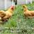 Cockerels: Full Size & Bantams $5 4 thumbnail