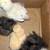 Silkies, malay, cochin 13 thumbnail