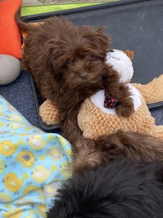 Malshi puppy63948404468610121