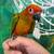 Red Factor Sun Conure 2 thumbnail