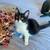 11 week old kittens 4 thumbnail