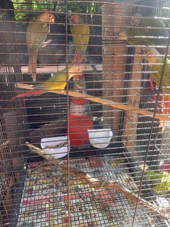 Loros  parrots 1